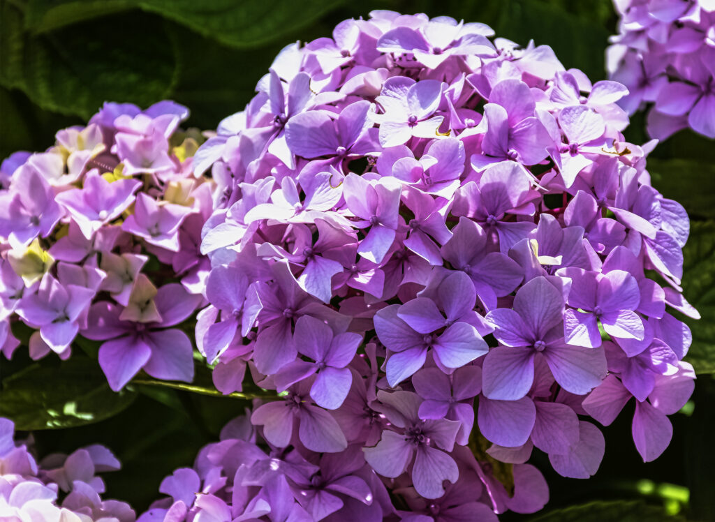 Hydrangea macrophylla known as bigleaf, French or mophead hydrangea, penny mac and hortensia is a shrub native to Japan