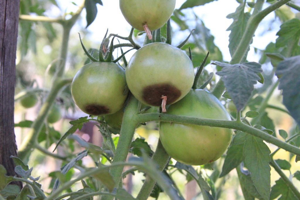 The green tomatoes are rotten on the branch in the rural garden on a suuny day. The tomatoes are damaged and sick.