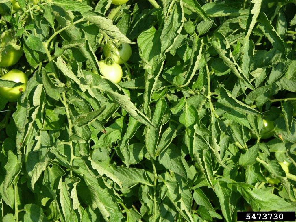 Tomato Leaf Roll disease