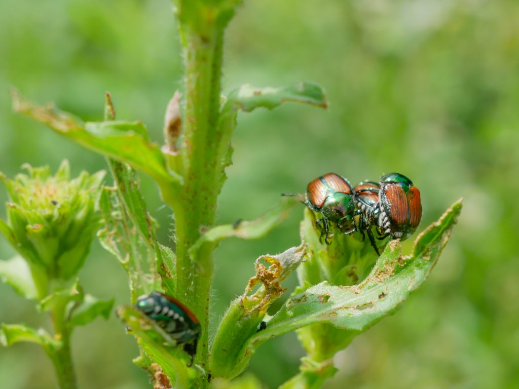 Group of Japanese Beetles