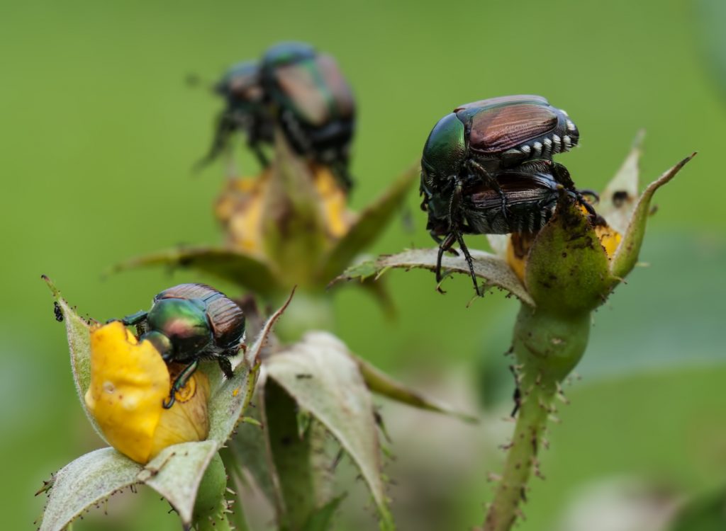 Large number of Japanese beetles breeding and destroying a rose bush.