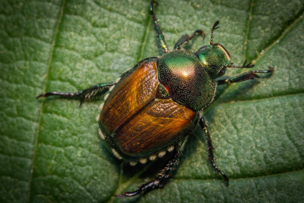 Close up macro green Japanese beetle on green leaf