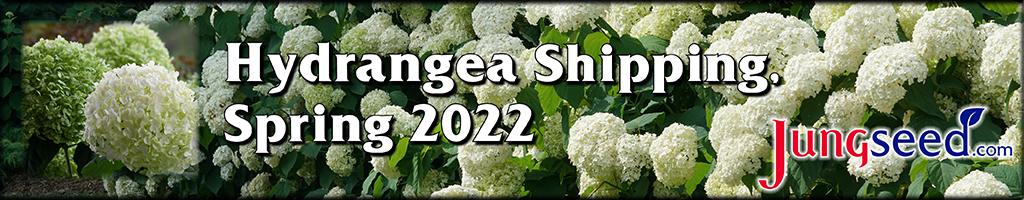 Hydrangeas Available Spring 2022