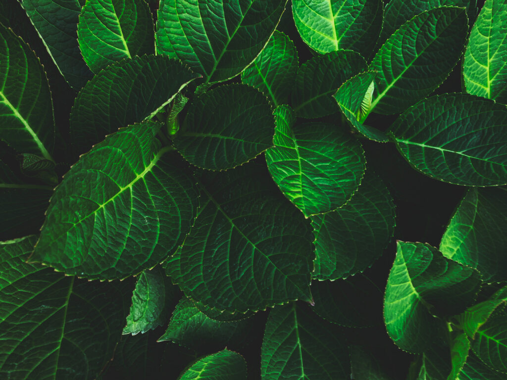 Full frame shot of hydrangea leaves
