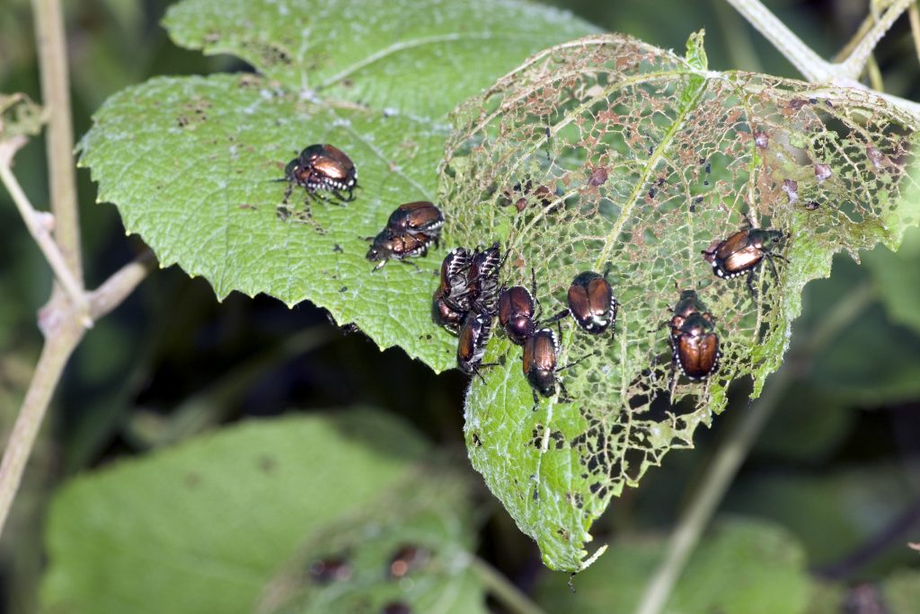 Japanese beetle eat trees in illinois