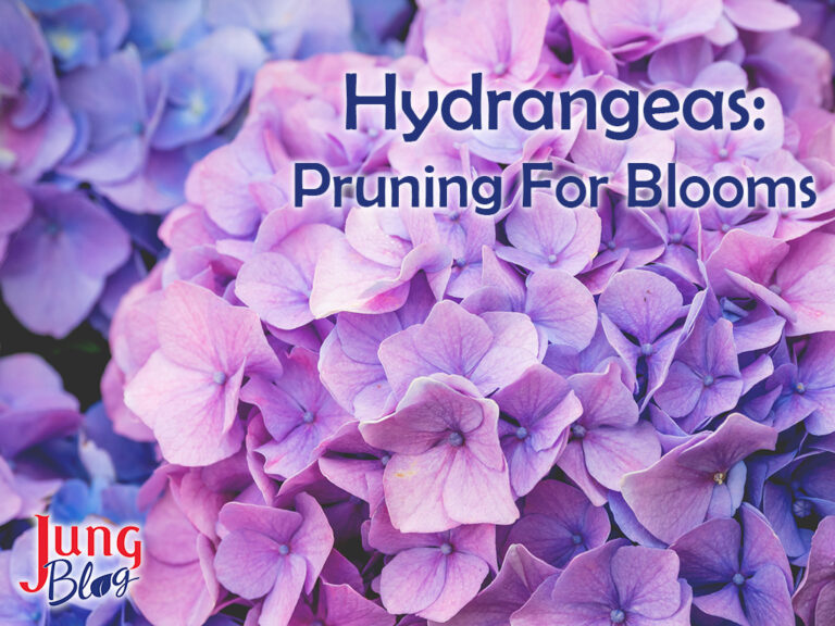 Hydrangeas: Pruning For Blooms | Jung Seed’s Gardening Blog