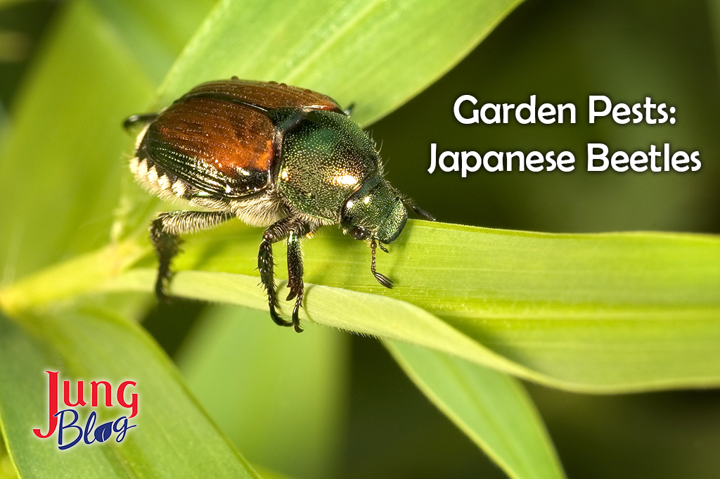 Japanese Beetle on leaf