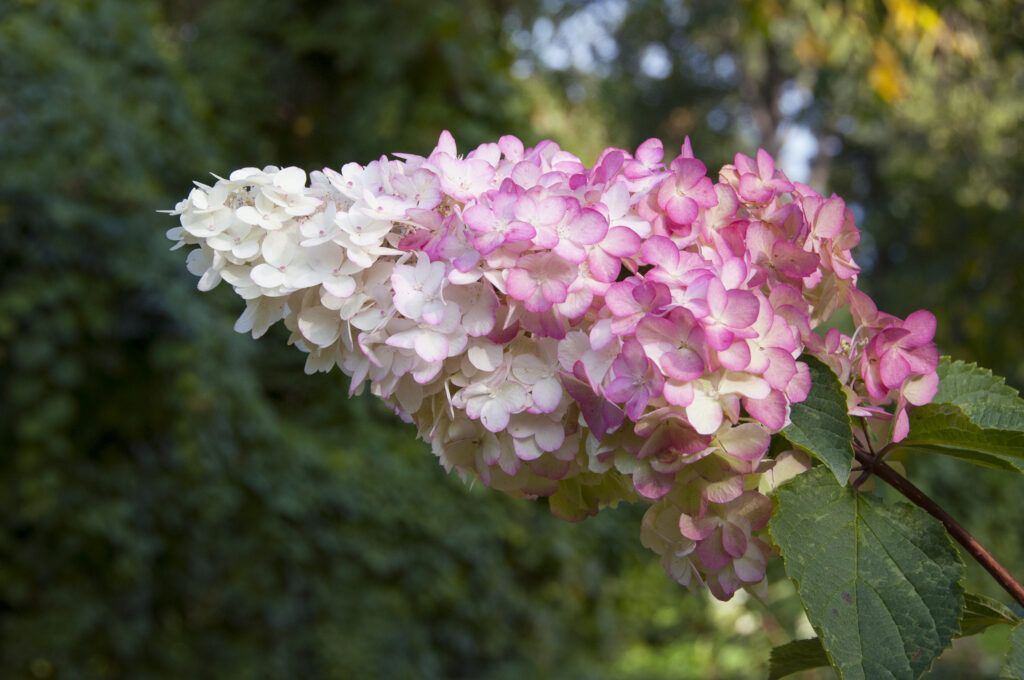 Hydrangea Paniculata Vanille Fraise, pink and white inflorescence close up