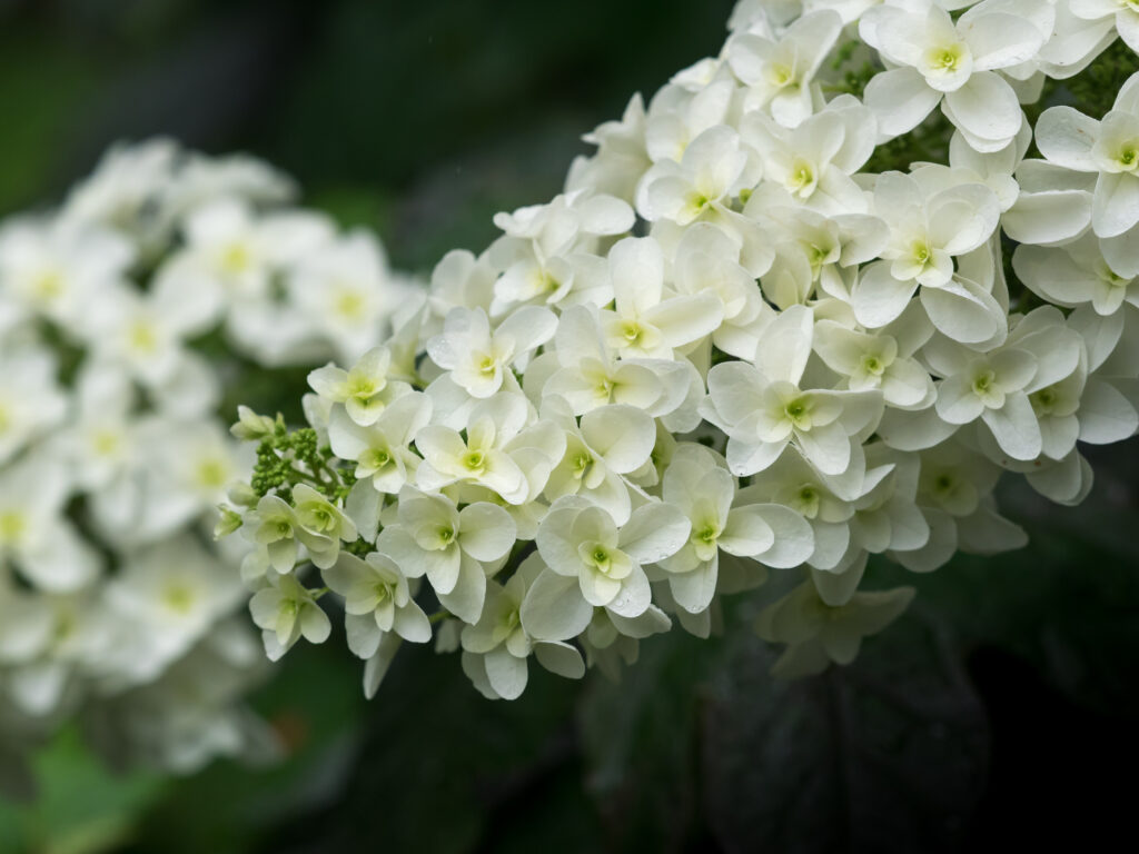 Beautiful Oakleaf hydrangea blooming in rainy season