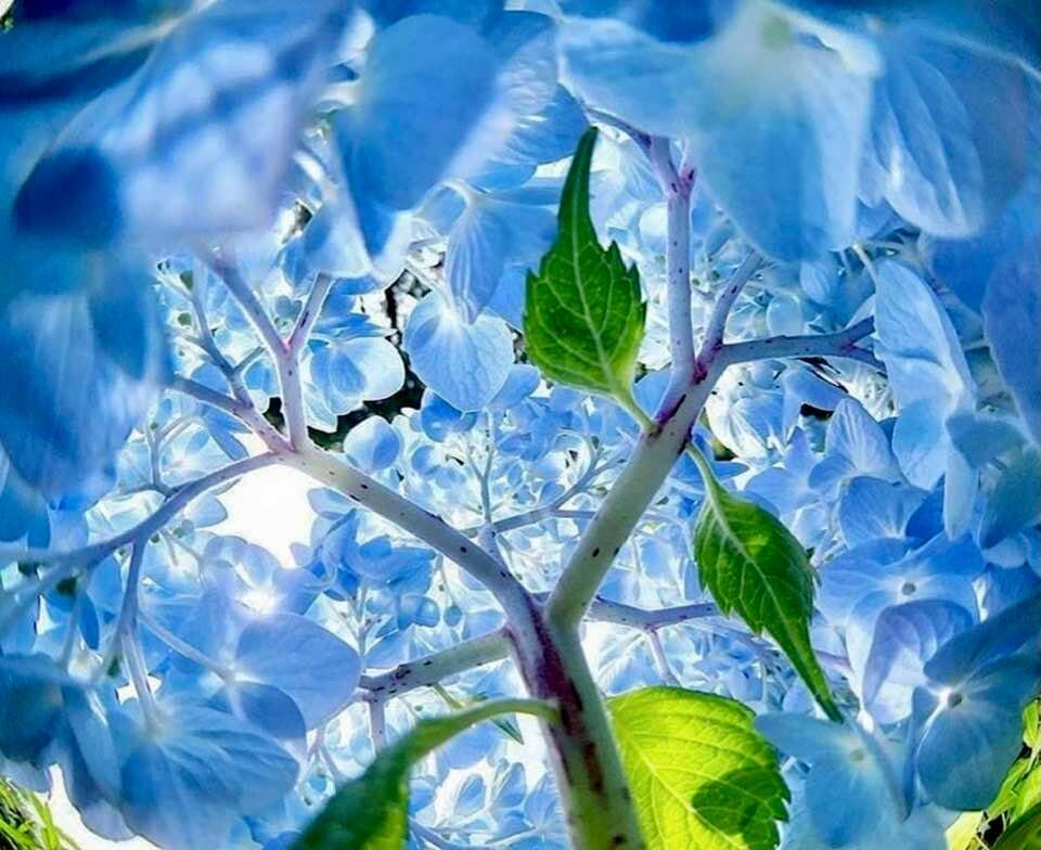 Inside a hydrangea