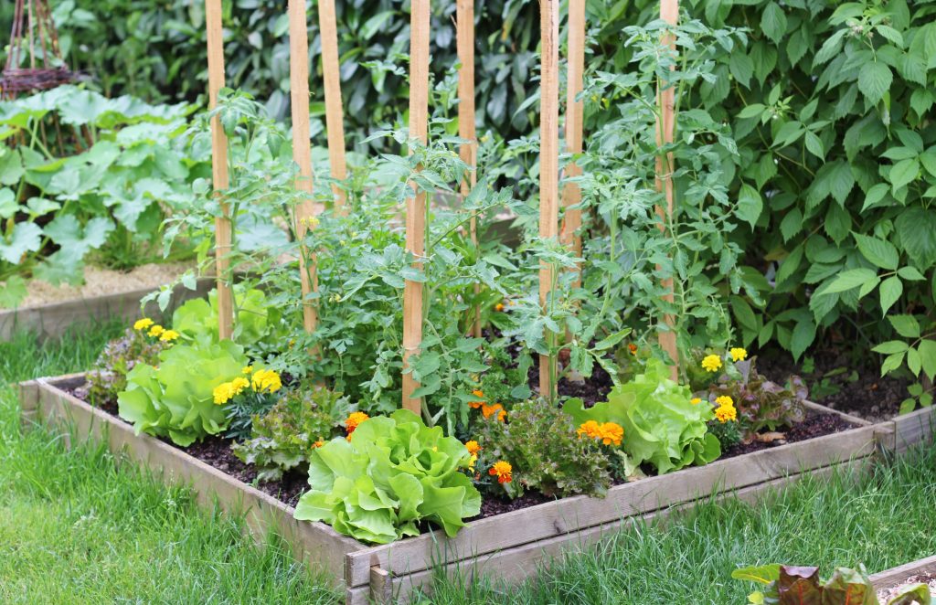 Salad plantation in a square garden at sprinftime, and some tomato plantation and flowers.