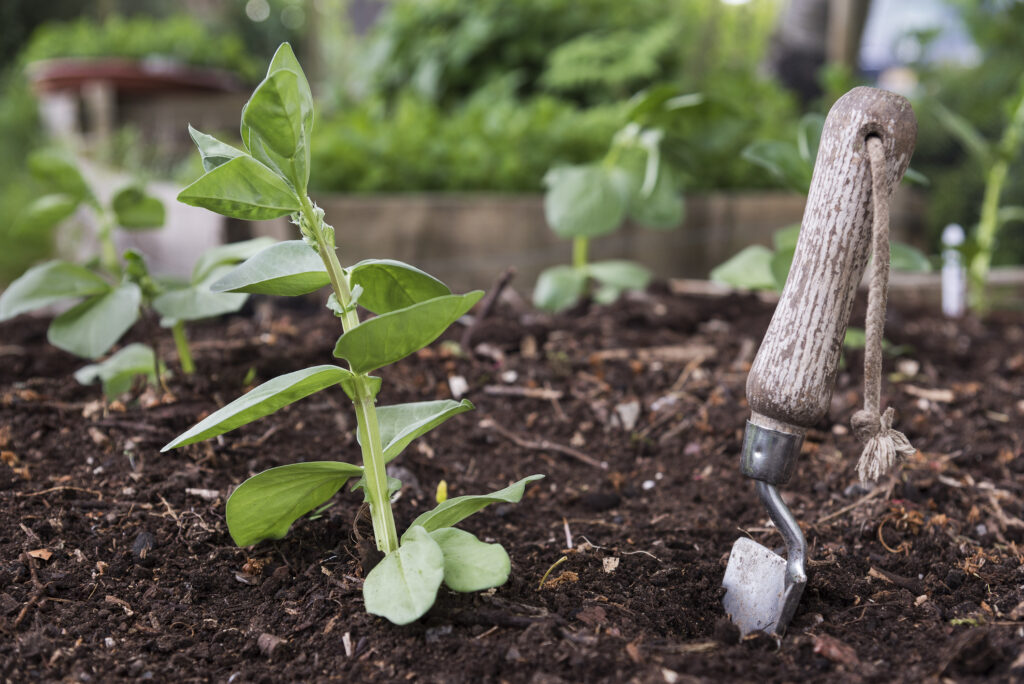 Planting Broad Beans or Fava Beans seedling in spring. The photograph consists of young broad beans or Fava Beans seedlings and a trowel in the foreground, planted in fresh compost. The photograph is taken with shallow depth of field with an allotment scene in the background.