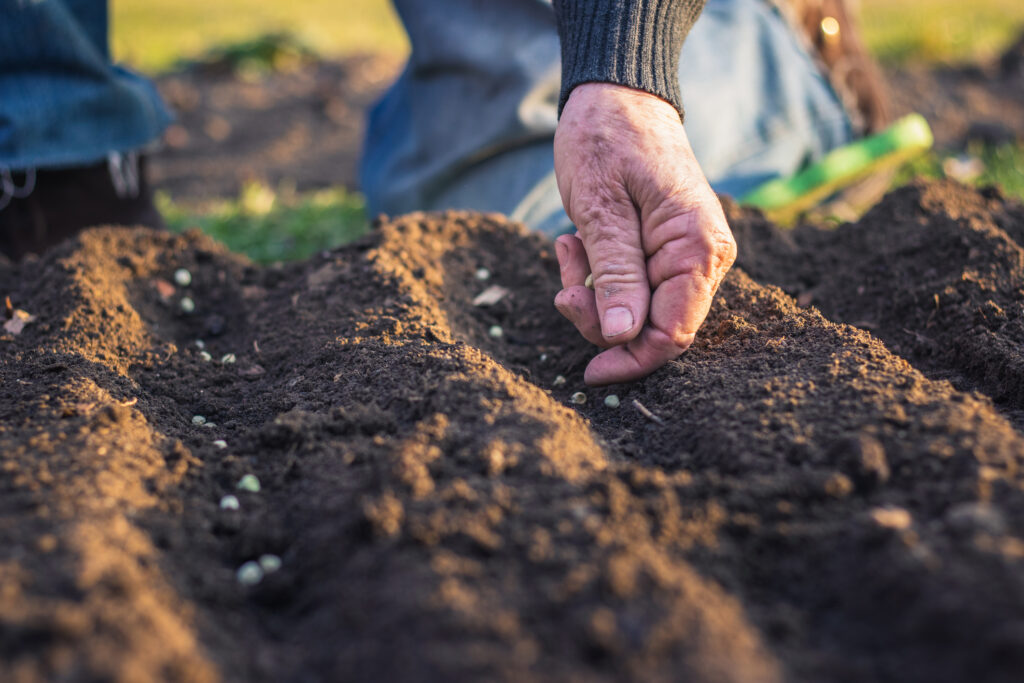 Farmer planting seeds in soil.