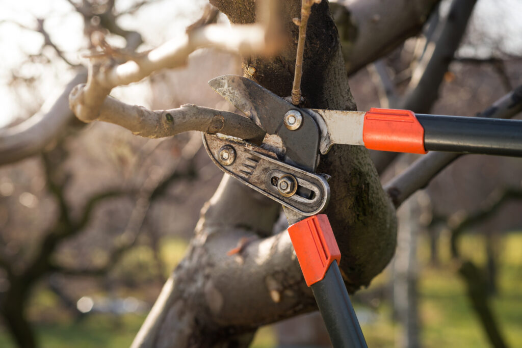 pruning fruit trees with pruning shears