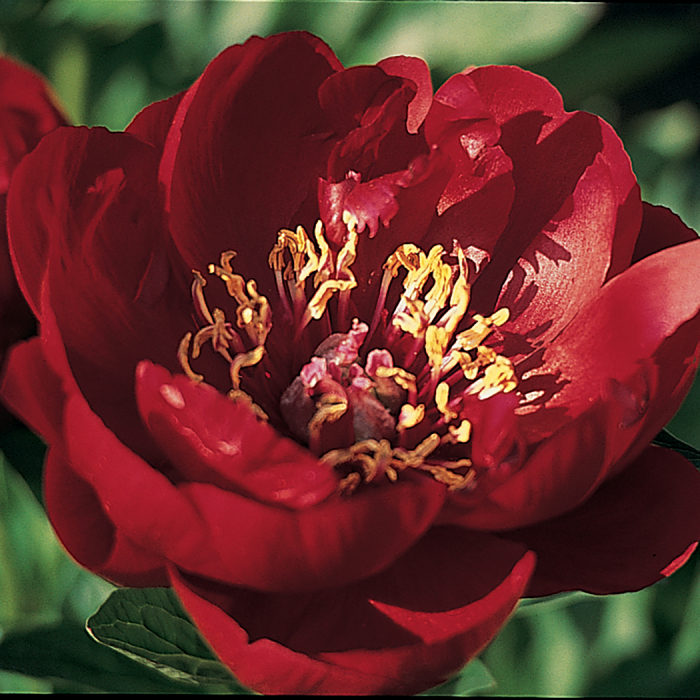 Dark red peony