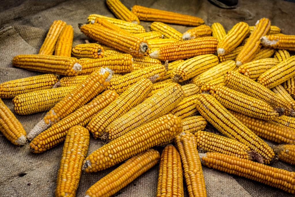 Dried corn on jute sack