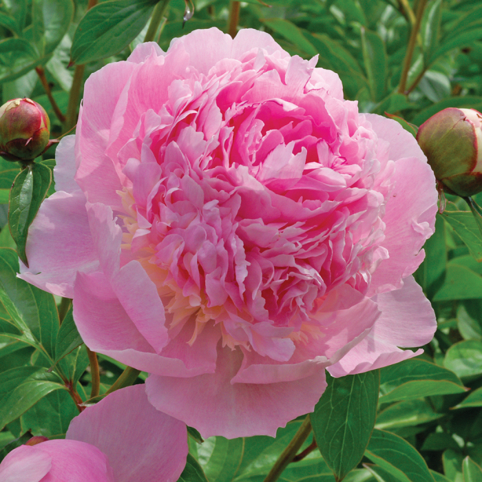 Pink peony