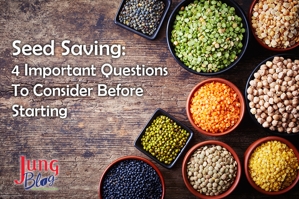 Seed Saving: 4 Important Questions To Consider Before Starting