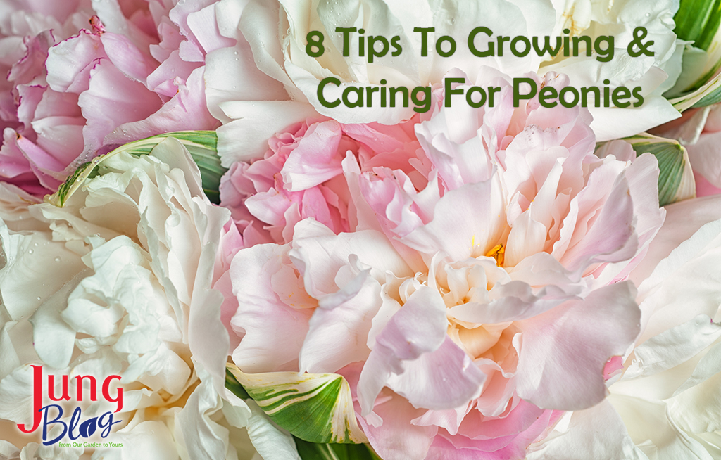 fresh bright blooming peonies flowers with dew drops on petals