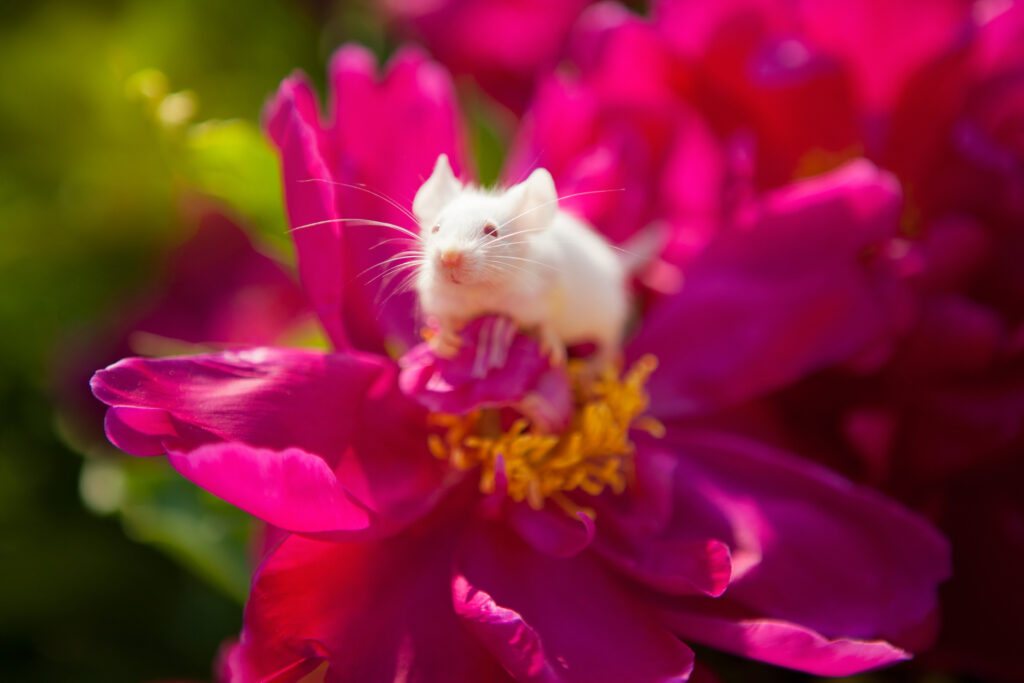 White mouse sitting on a pink peony flower in the garden