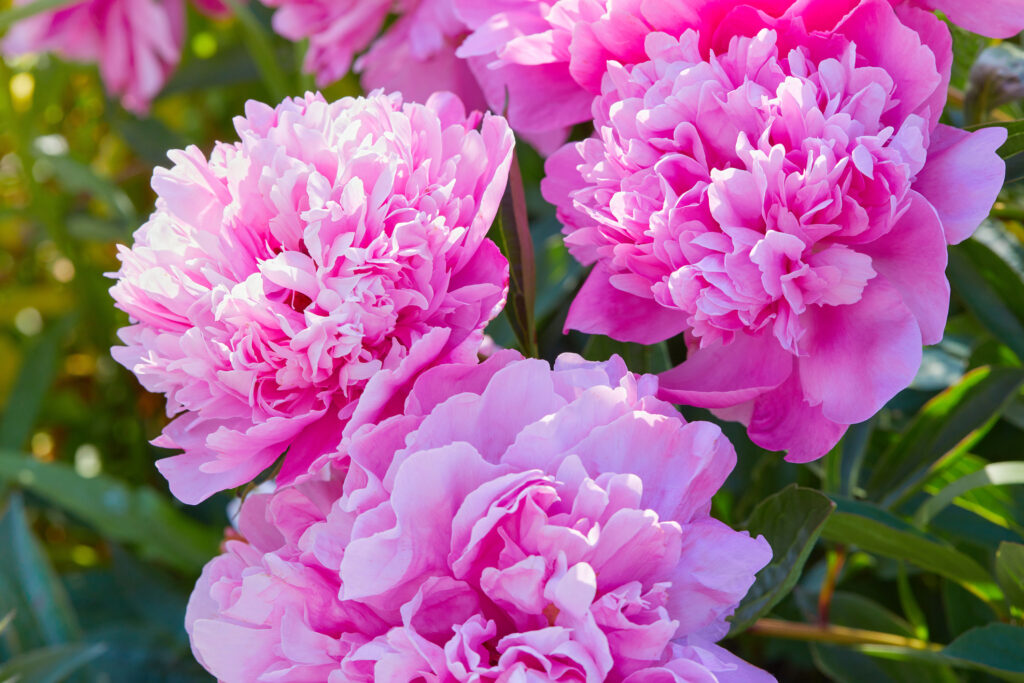 Pink peonies growing in the garden