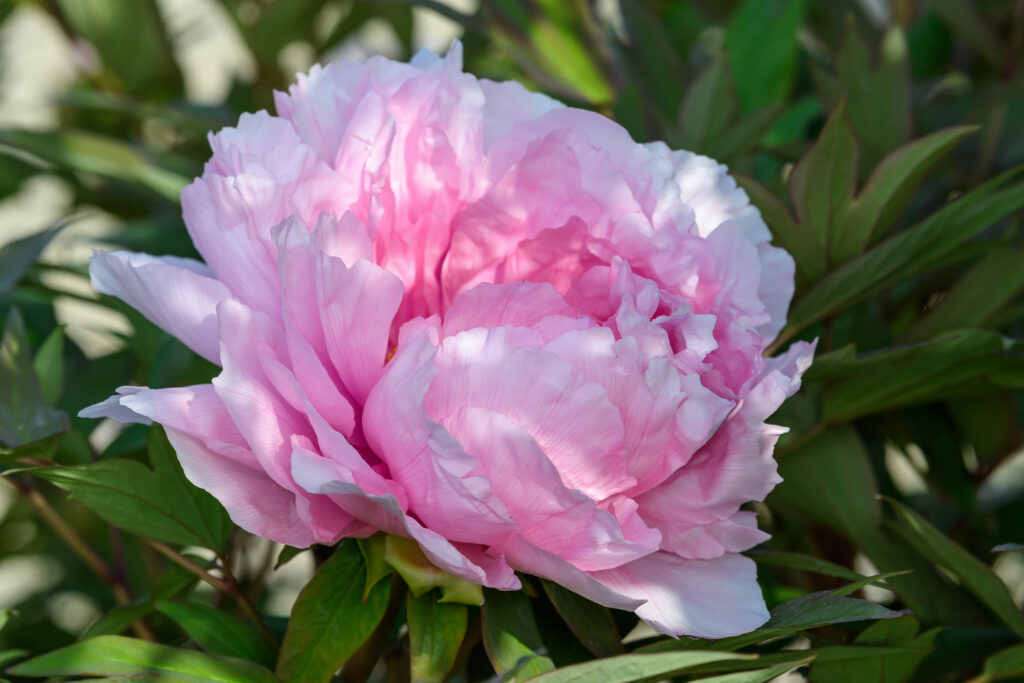 one large vivid pink peony flower bloom in a garden in a sunny summer day