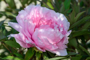 8 Tips To Growing & Caring For Peonies | Jung Seed’s Gardening Blog