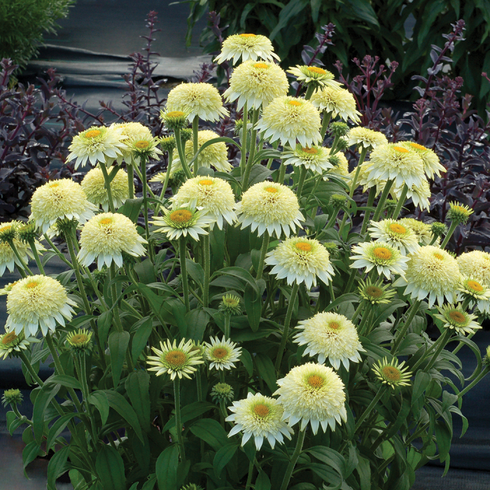 Puffy yellow echinacea