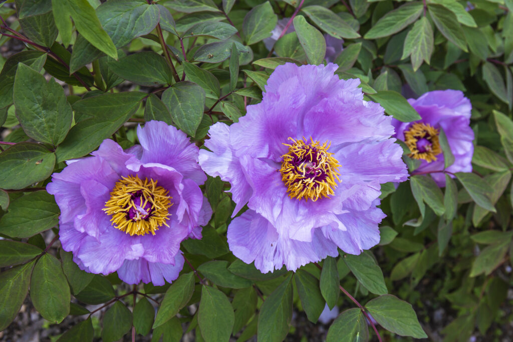 Three fully open purple peony flowers amidst their deep green foliage