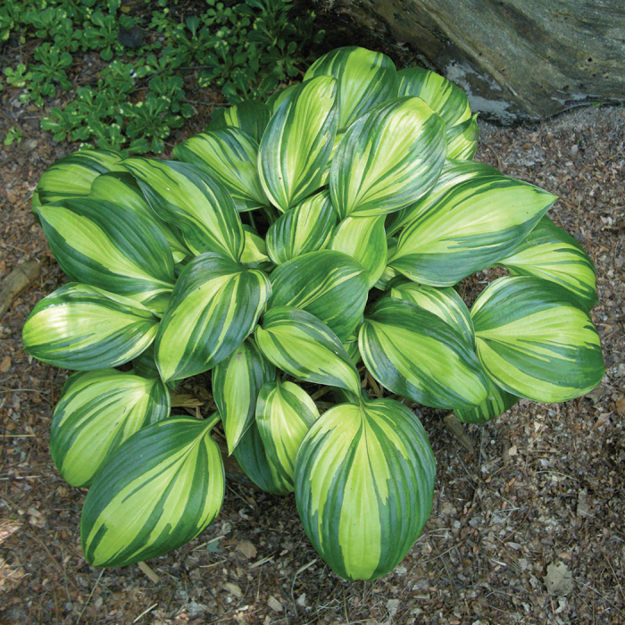 Lime and dark green hosta