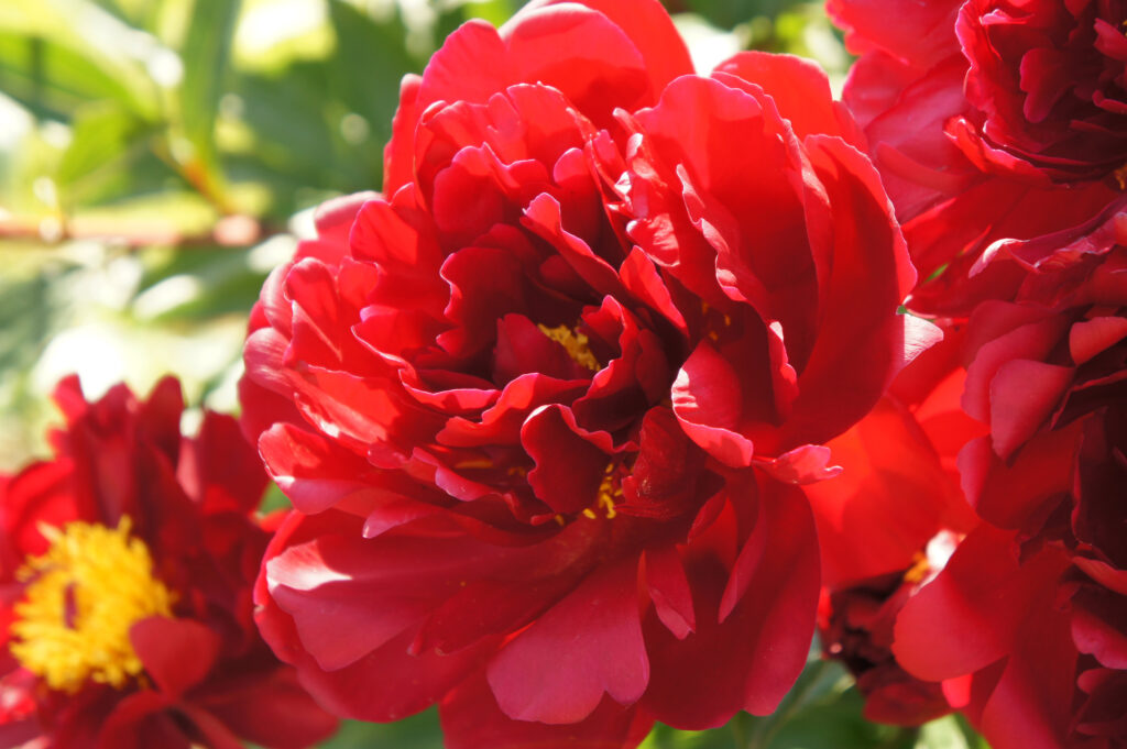 GROWING PEONIES FROM SEED: Grow your Blossom Peony flowers, Outdoor and  Indoor Peony Seeds Germination.