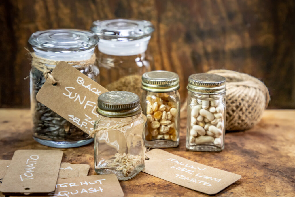 Heirloom Seeds being Preserved in Glass Jar