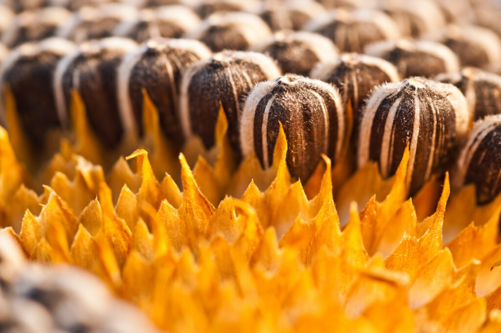 Sunflower seeds