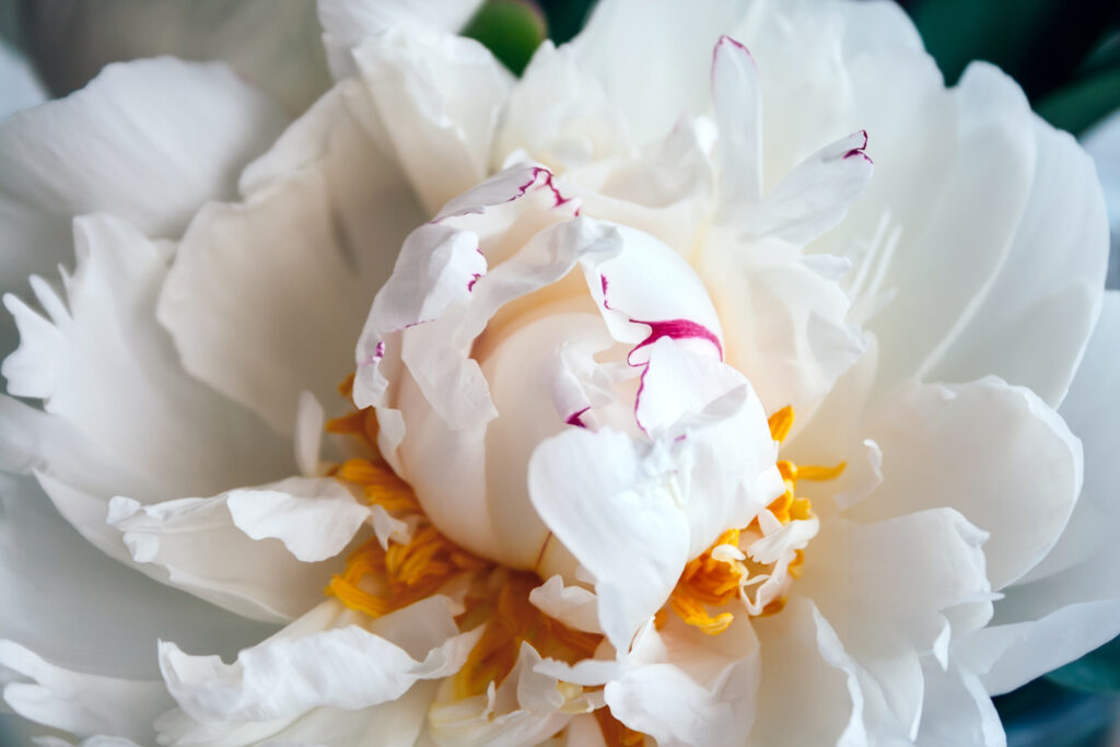 Closeup view of a lush white peony in a soft pleasant tint.