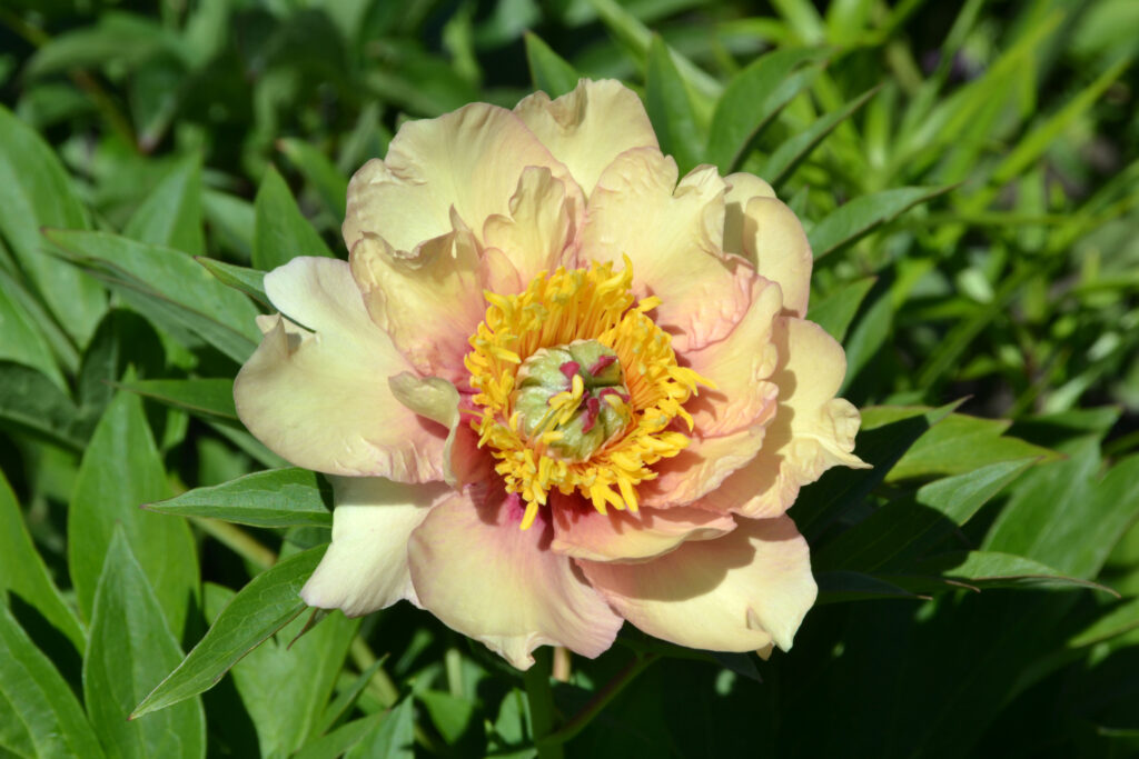 Pastel Splendour peony macro, close-up, ito hybrid