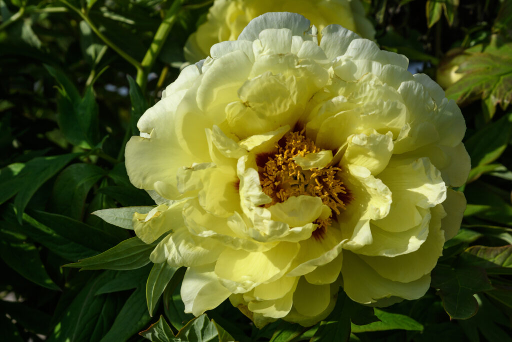 large vivid yellow peony flower bloom in a garden in a sunny summer day