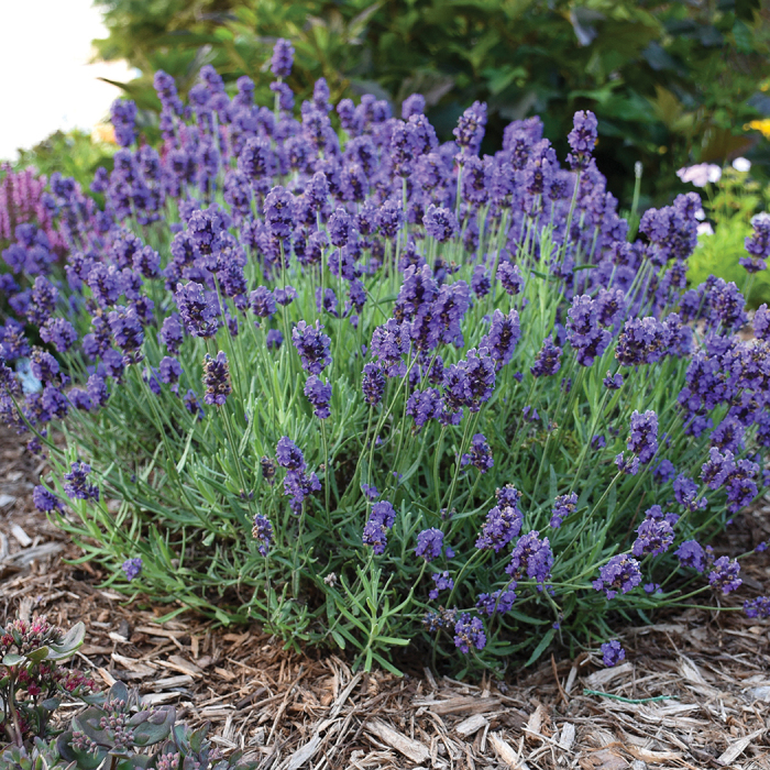 Purple lavender flowers