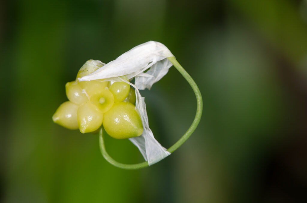 Few-flowered Garlic (Allium paradoxum) close-up of bulbils