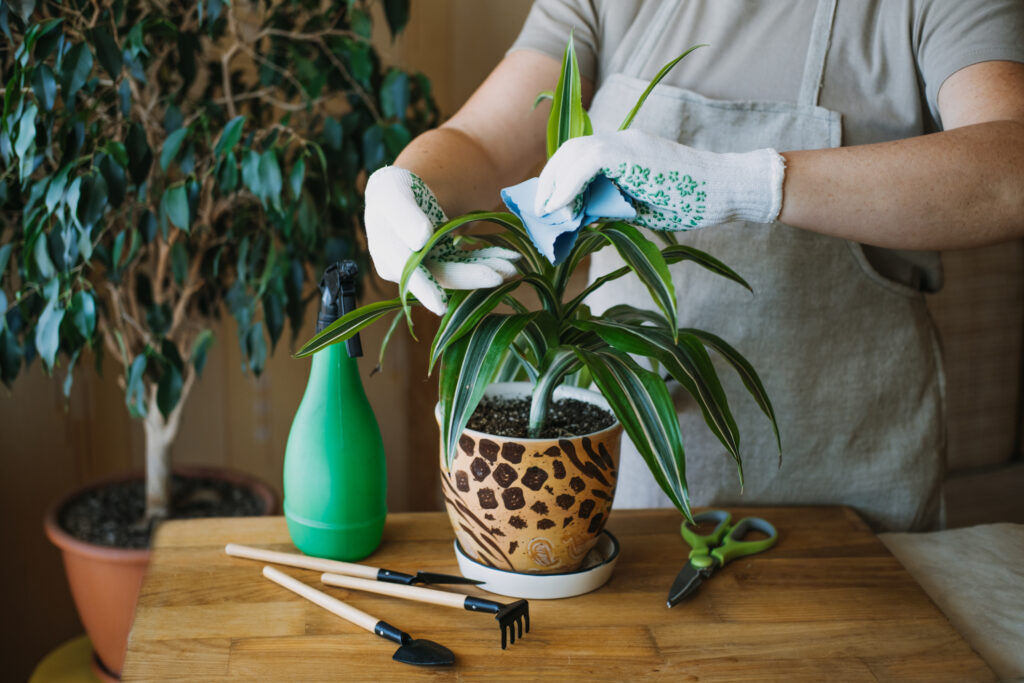 A woman washing off a small houseplant