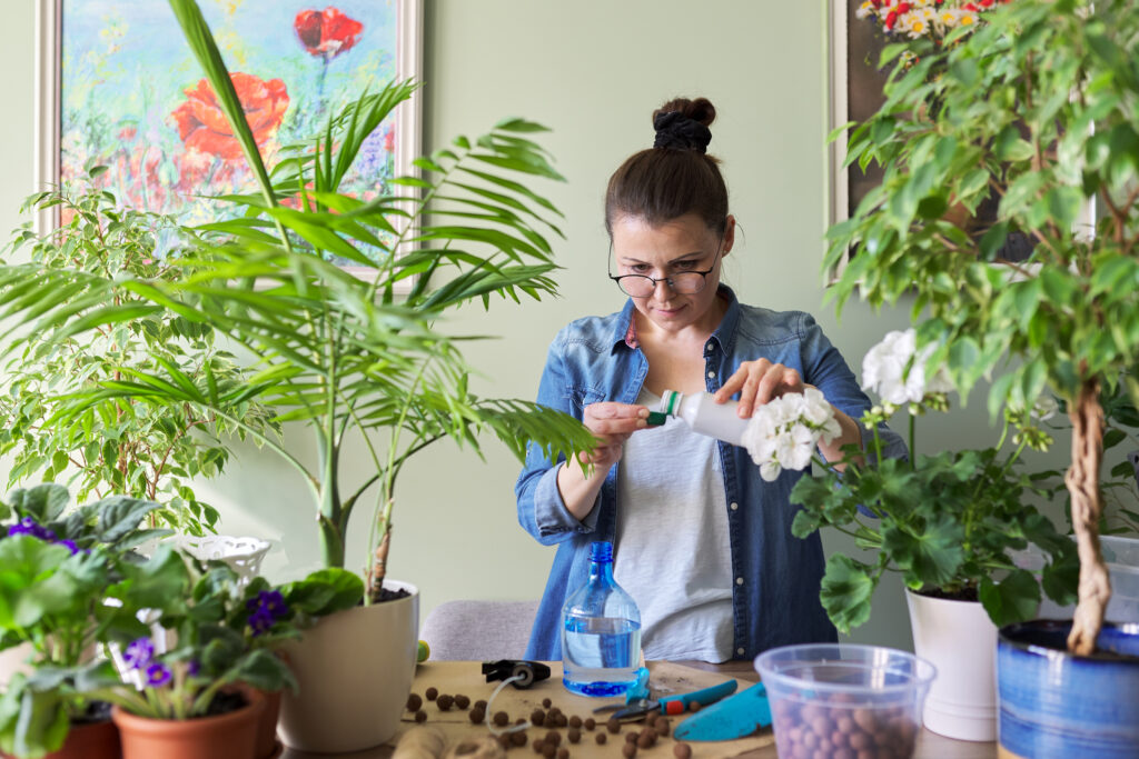 Woman pours liquid mineral fertilizer. Cultivation and caring for indoor potted plants