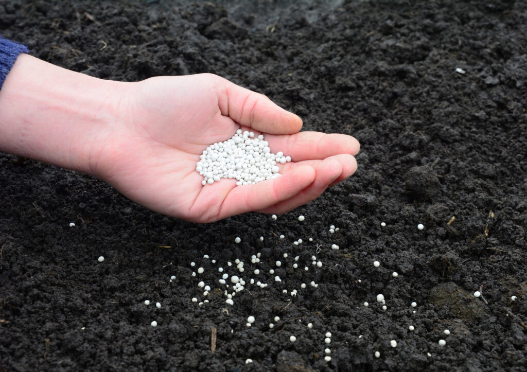 A gardener is scattering mineral fertilizer to the soil in spring to get higher crop yield in the kitchen garden in autumn.