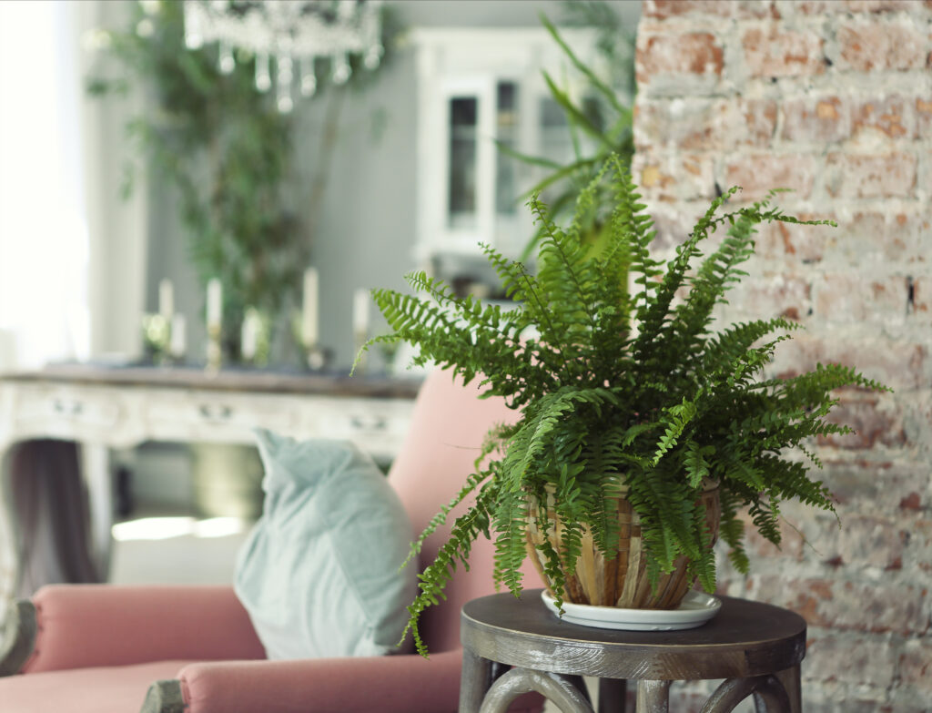 A houseplant on a wooden stool inside a house