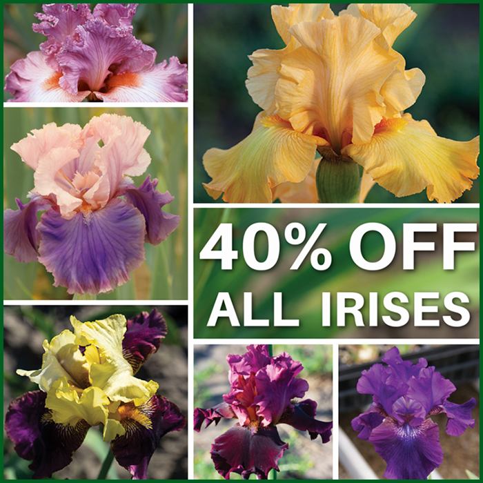Iris 40% off sale
