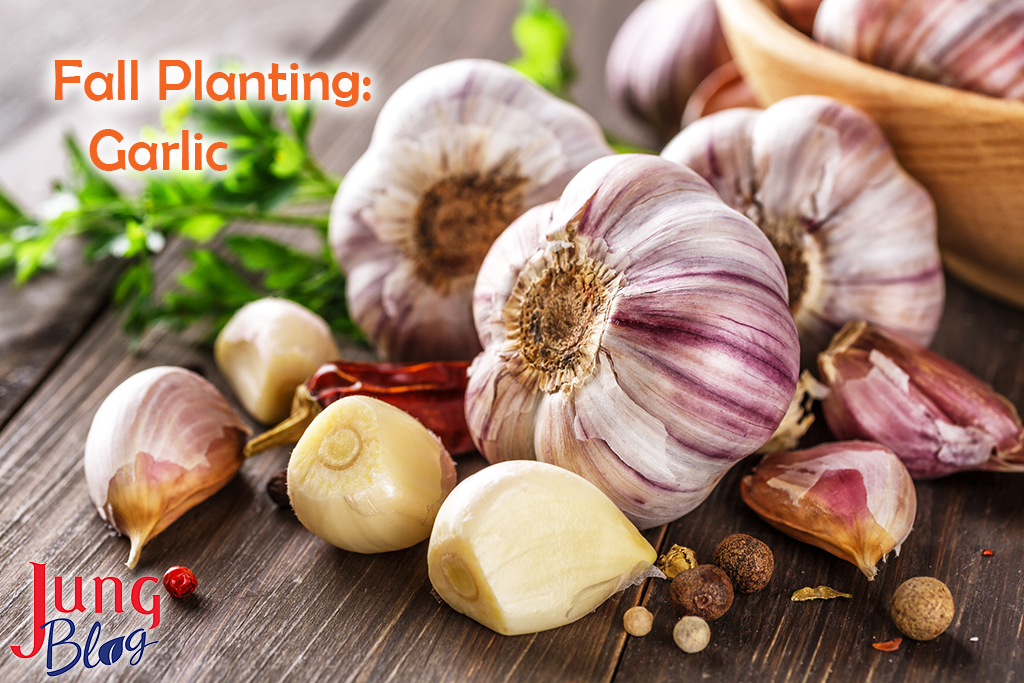 Closeup of Garlic bulbs on wooden table with garlics blur background.A set of fresh garlic on the chest wooden background.