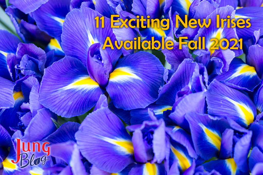 11 exciting new irises available fall 2021