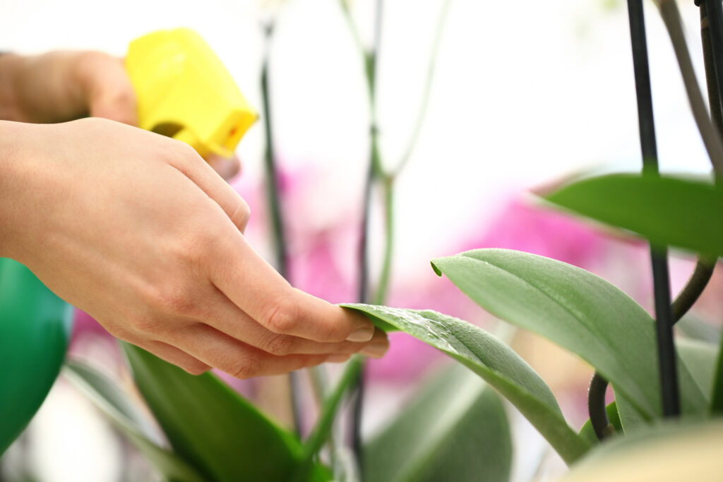 A woman spraying pest control on a house plant