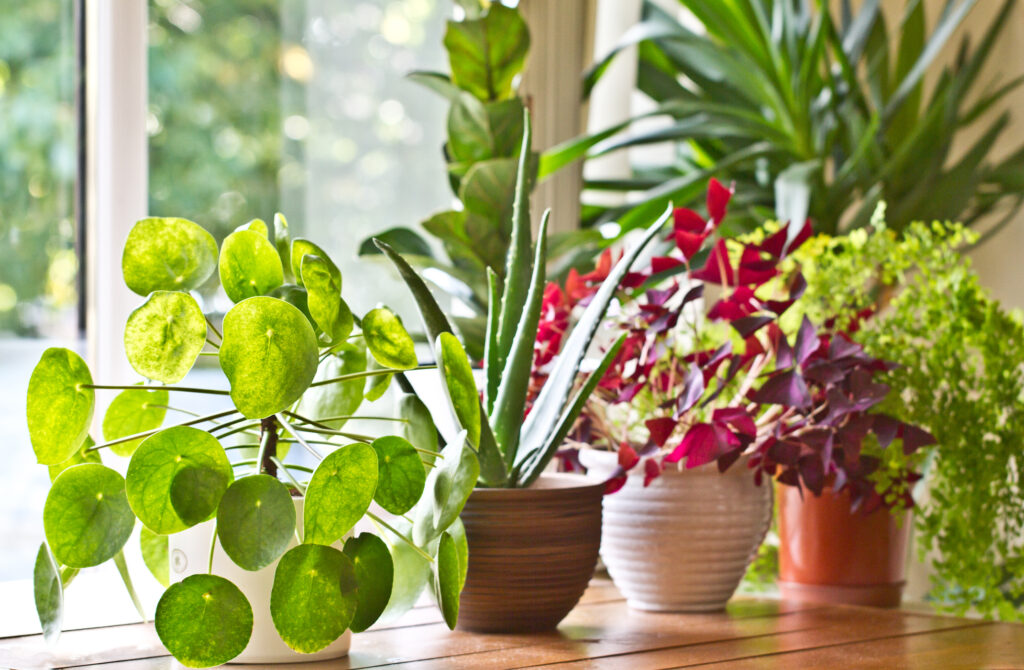 Various green house plants beside the window