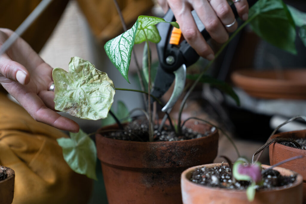 Woman gardener pruning dry withered caladium houseplant, take routine care, using scissors