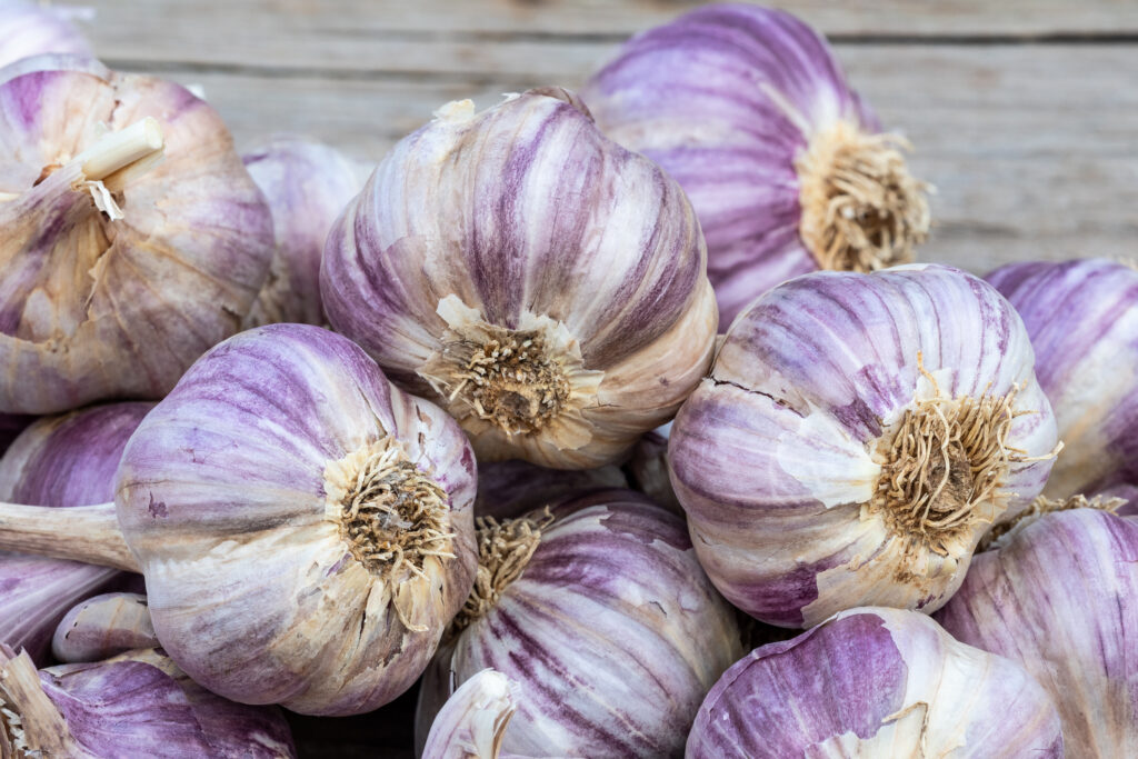 Garlic on wooden vintage background. Seedlings for planting garlic.