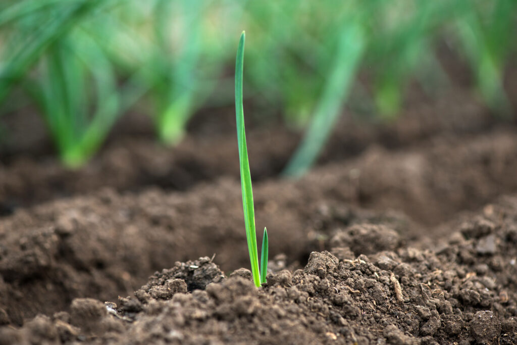 Young fresh organic garlic sprouts in a greenhouse - selective focus